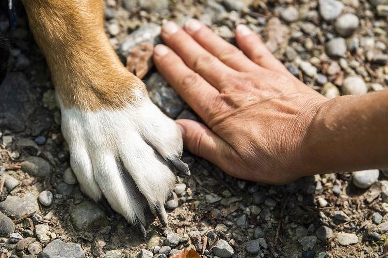 paw, dog, hand
