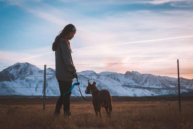 dog, girl, fence