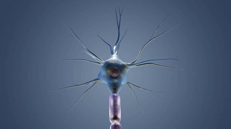 neuron, cyton, dendrites