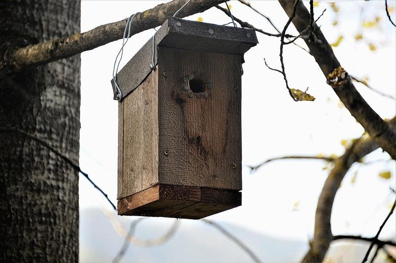 nesting box, wood, bat nest box