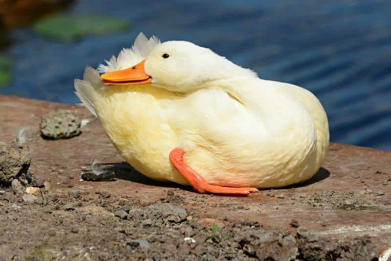 duck, mallard, water bird
