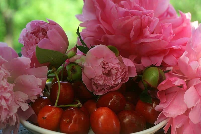 cherry ripe, red, peonies pink