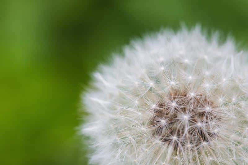 dandelion, flower, spiritual