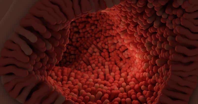 intestinal villi, villi, digestive system