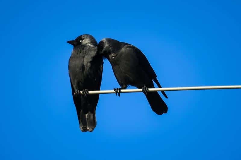 jackdaws, pair, clean