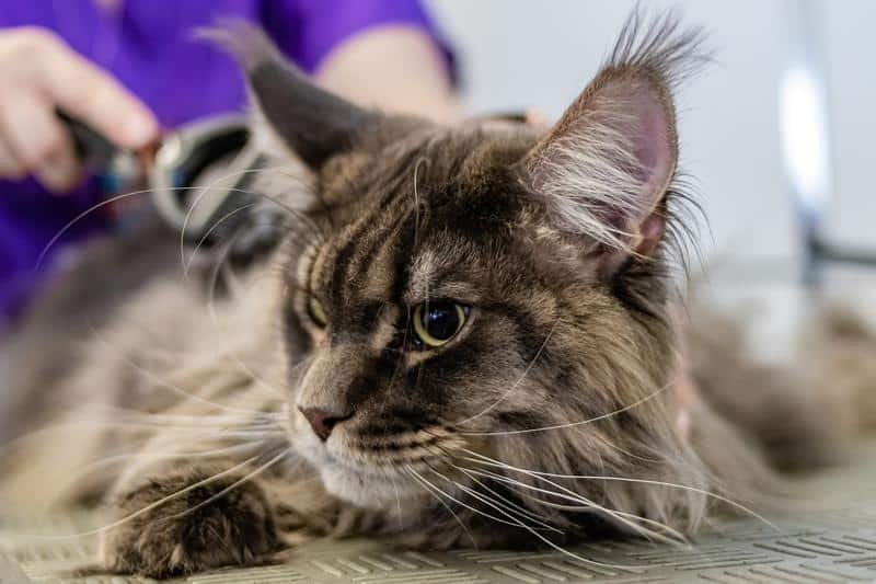 grooming, pet, salon