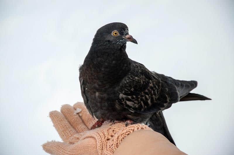 bird, nature, pigeon