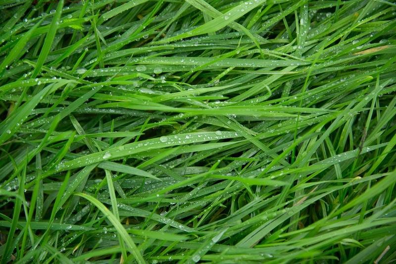 green, grass, free wallpaper