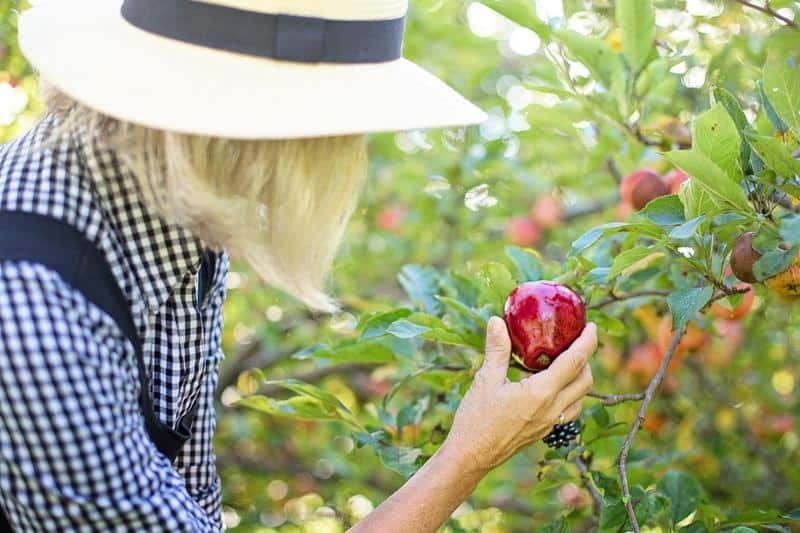 picking apple, apple picking, woman