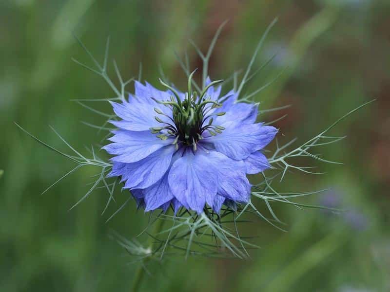 love-in-a-mist, flower, ragged lady
