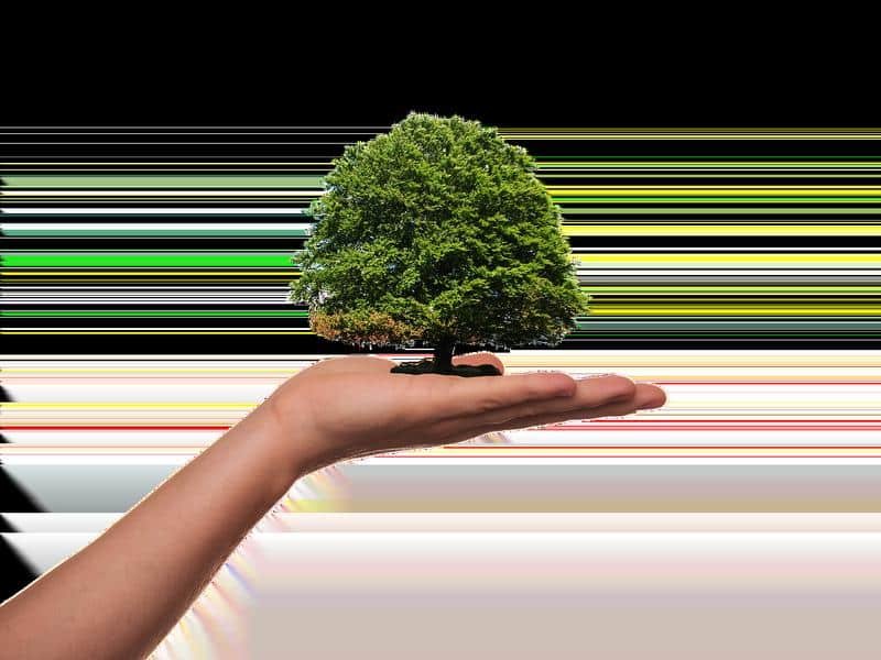 plant, tree, green