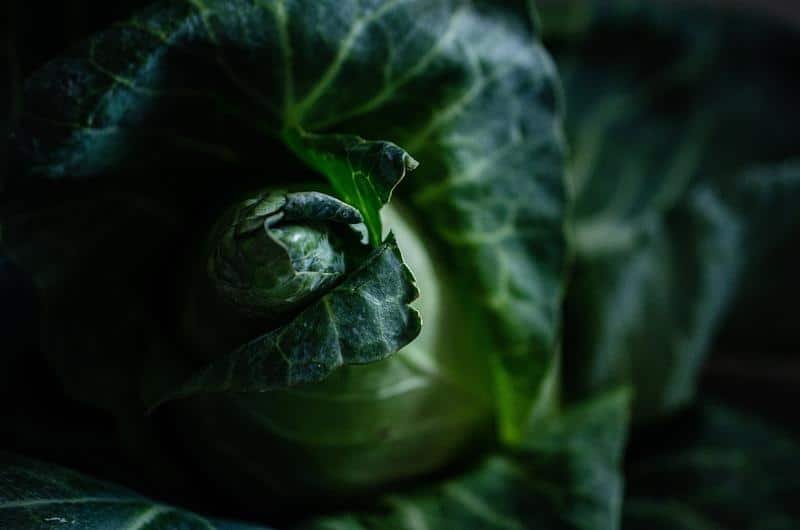 cabbage, vegetable, nature