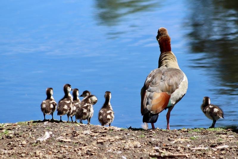 egyptian geese, wild geese, goslings