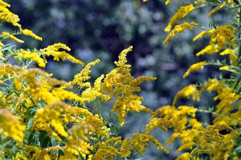 goldenrod, flowers, plant