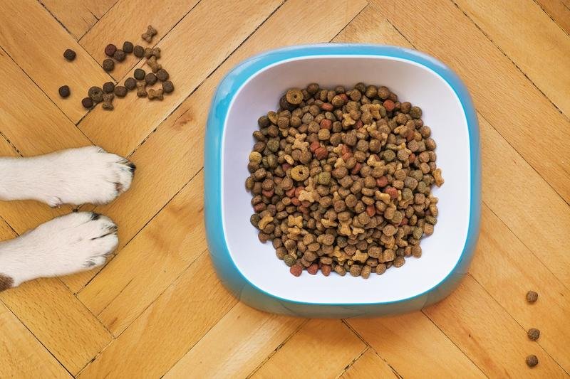 dry dog food, dog training, kibble
